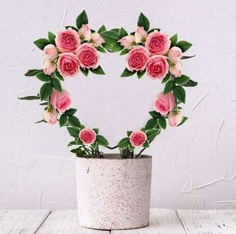 Plant Support